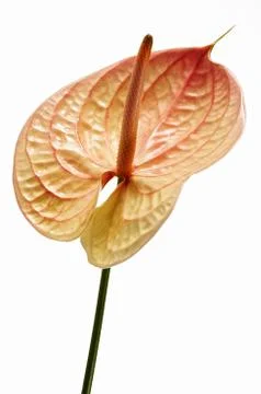 Anthurium Stock Photos