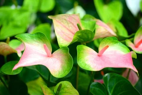 Anthurium Stock Photos