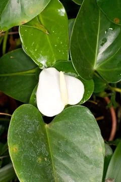 Anthurium  Foto stock