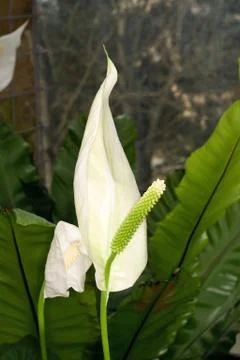 Anthurium  Stock Photos