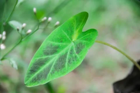 Anthurium Stock Photos