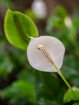 Anthurium Stock Photos