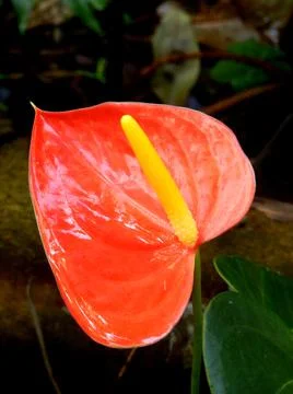Anthurium Stock Photos
