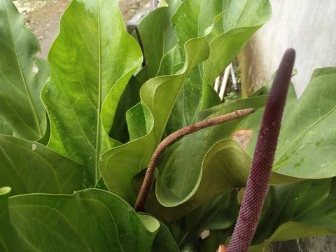 Anthurium Foto stock