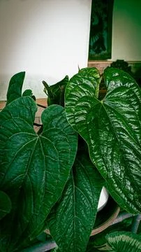 Anthurium Stock Photos