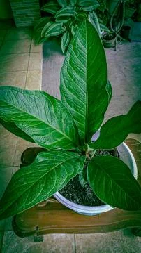 Anthurium Stock Photos