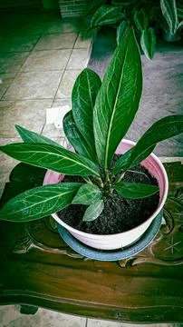 Anthurium Stock Photos