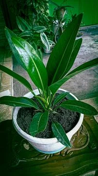 Anthurium Stock Photos