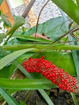 Anthurium Stock Photos