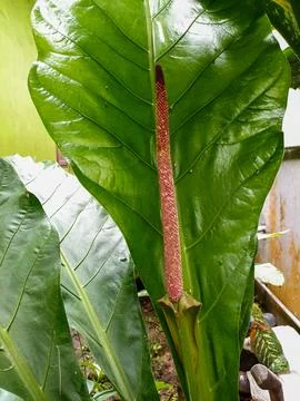 Anthurium Stock Photos