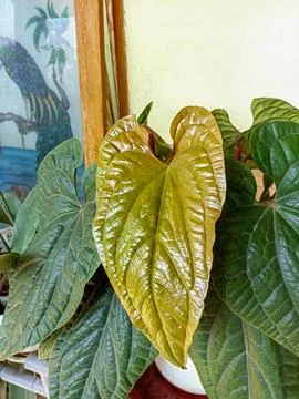 Anthurium Stock Photos