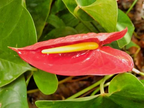 Anthurium Stock Photos