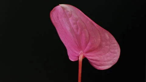 Anthurium pink flower Stock Footage 132334211
