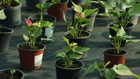 ANTHURIUM PLANT Stock Footage 306692811