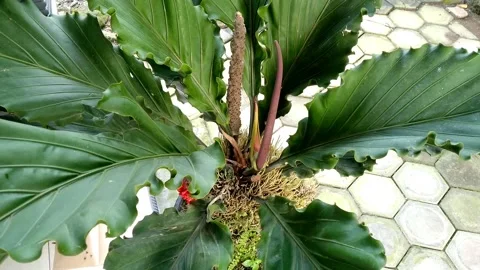 Anthurium plowmanii. Stock Footage 154706154