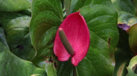 ANTHURIUM RED, close up Stock Footage 41803061