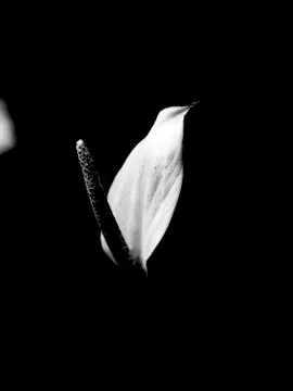 Anthurium tree Stock Photos