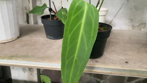 Anthurium warocqueanum Stock Footage 229412436