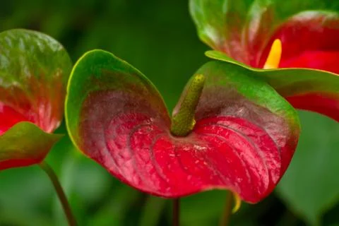 Anthuriums Stock Photos