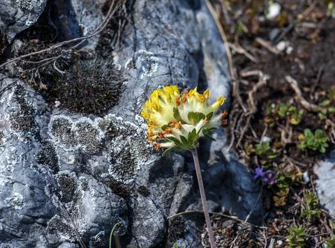Anthyllis vulneraria grows in wild in summer Foto stock