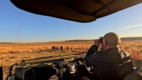 Anti-poaching security guard scans area for poaching threat of endangered rhinos Stock Footage 316364842