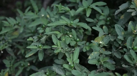 Anti Snake Venom Stock Footage 54377474