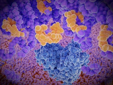 The antibiotic vancomycin inhibits proper cell wall synthesis of bacteria Stock Illustration