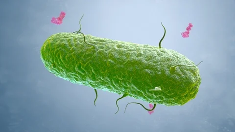 Antibodies attacking a bacterium Stock Footage 119003981