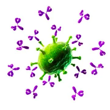 Antibodies attacking virus, artwork Stock Illustration