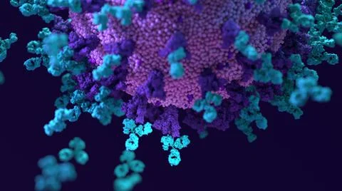 Antibodies work to neutralize SARS-CoV-2 by binding to the S protein Stock Illustration