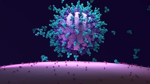 Antibodies work to neutralize SARS-CoV-2 by binding to the S protein Stock Illustration