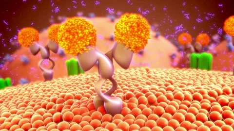Antibody Binding To Cell Receptor On Membrane - Microscopic Animation Stock Footage 332636826