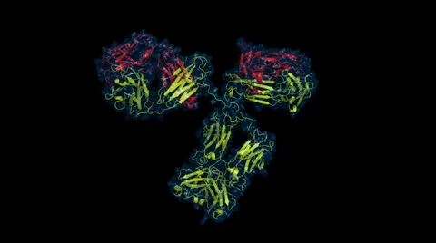 Antibody 스톡 동영상 23547773