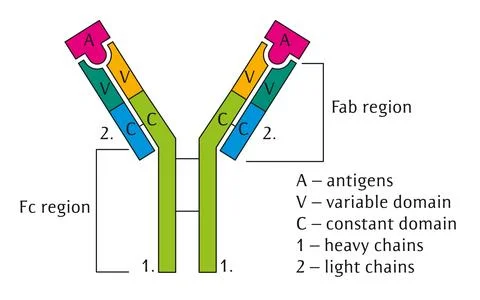 Antibody Stock Illustration