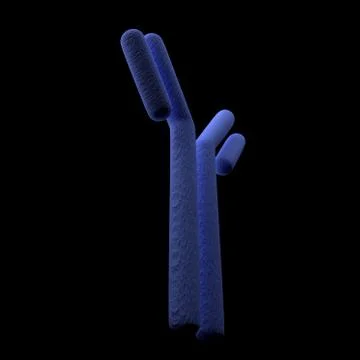 Antibody immunoglobulin molecule Stock Illustration