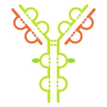 Antibody immunoglobulin molecule structure 库存插图