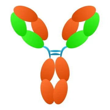 Antibody immunoglobulin molecule structure イラスト素材