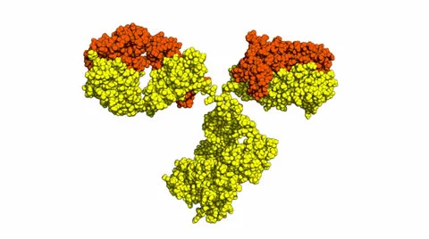 Antibody structure Stock Footage 24603902