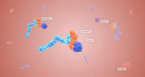 Anticoagulants work to slow down the body's process of making clots. Stock Illustration