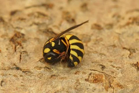 Antidefensive roll-up behaviour in the small wasp Chelonites abbreviatus Stock Photos