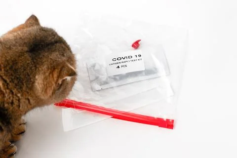 Antigen covid-19 quick test with cat. protection of animals. Stock Photos