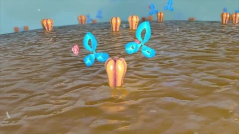 Antigens inhibit receptor clustering, triggering immune cell activation Stock Footage 345199893