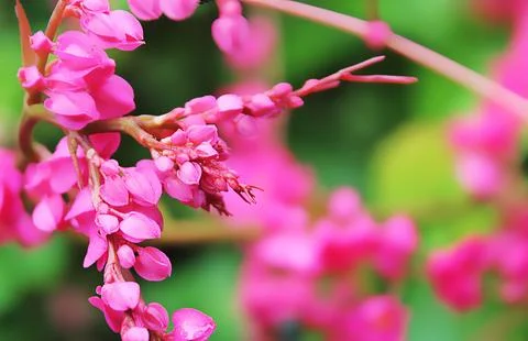 Antigonon Flowers Stock Photos