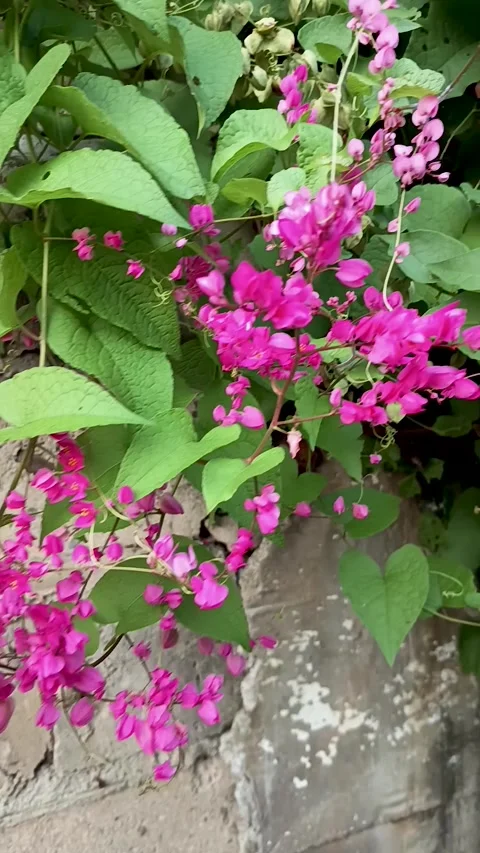 Antigonon Stock-Footage 309871522