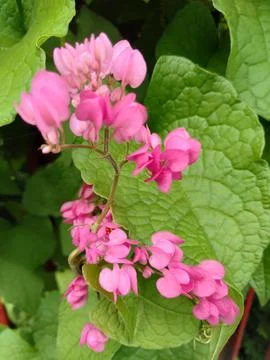 Antigonon leptopus Stock Photos