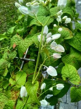 Antigonon leptopus Stock Photos