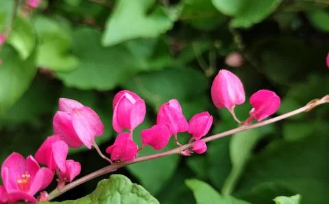 Antigonon Foto stock
