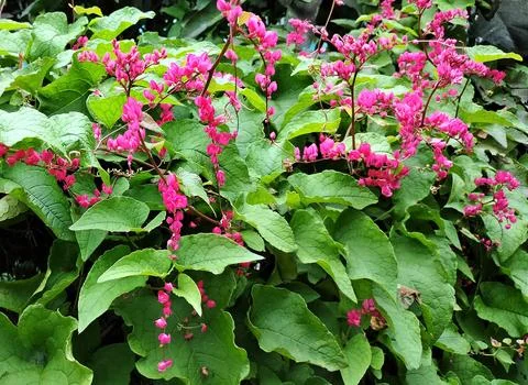 ANtigonon2 Stock Photos