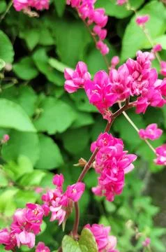 Antigonon3 Photos