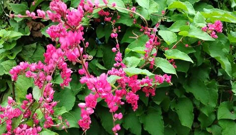 Antigonon4 Foto stock